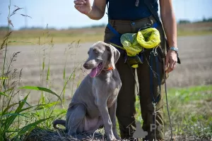 Photo №4. I will sell weimaraner in the city of Нови Сад.  - price - negotiated