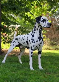 Additional photos: Cool Dalmatian puppies from Sweden