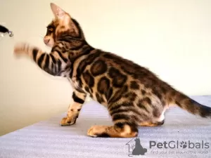 Additional photos: Bengal kittens