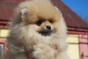 Photo №2 to announcement № 1779 for the sale of pomeranian - buy in Russian Federation from nursery