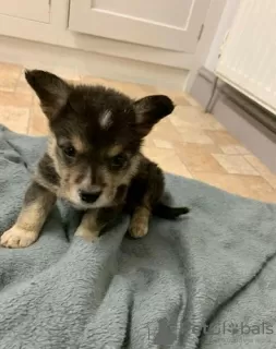 Additional photos: Adorable Welsh Corgi puppies ready to join their new and forever home