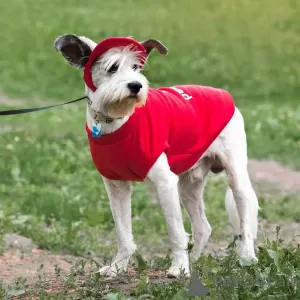 Additional photos: Charismatic Perchik is looking for a home and owner, a dog in good hands