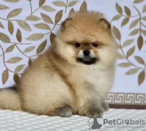 Photo №3. Pomeranian Spitz for sale. Russian Federation