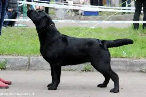 Photo №3. Labrador puppies!. Russian Federation