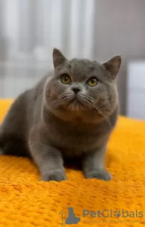 Photo №2 to announcement № 93108 for the sale of british shorthair - buy in Germany private announcement