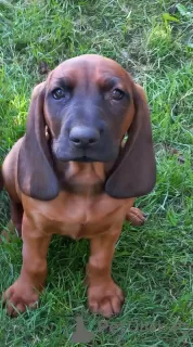 Photo №1. bavarian mountain hound - for sale in the city of Tworóg | 845$ | Announcement № 114678