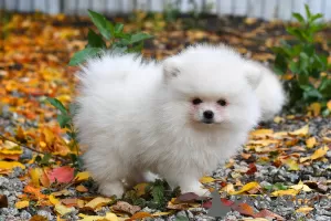 Additional photos: Exclusive pomeranian