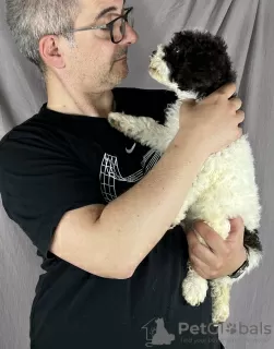 Additional photos: Lagotto Romagnolo BEAUTIFUL puppies