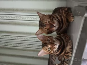 Photo №4. I will sell bengal cat in the city of Баку. breeder - price - negotiated