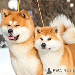 Additional photos: Japanese Akita Inu puppies