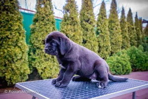 Photo №4. I will sell english mastiff in the city of Mariupol. private announcement, from nursery - price - 1500$