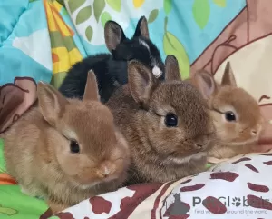 Photo №3. rabbits. Belarus