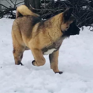 Additional photos: American Akita puppies, 2 boys and 1 girl