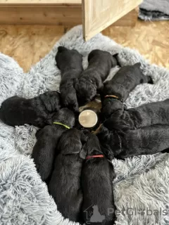 Photo №3. Zwarte Labradoodle-pups te koop. Netherlands