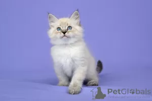 Photo №2 to announcement № 21299 for the sale of siberian cat - buy in Russian Federation from nursery, breeder