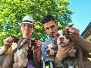 Photo №3. Boston Terrier - colored puppies with pedigree. Spain