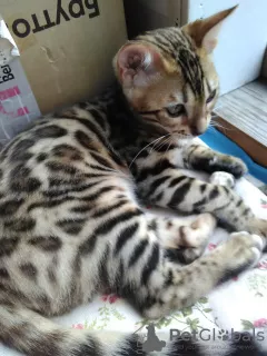 Photo №4. I will sell bengal cat in the city of Petrozavodsk. from nursery, breeder - price - negotiated