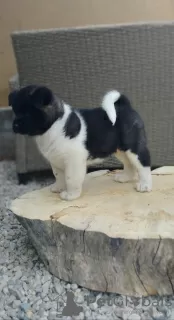 Photo №2 to announcement № 77693 for the sale of american akita - buy in Serbia private announcement