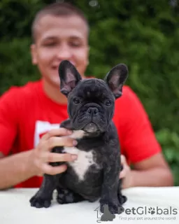 Photo №2 to announcement № 128712 for the sale of french bulldog - buy in Germany private announcement