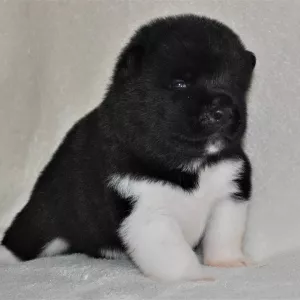 Additional photos: American Akita