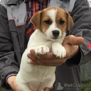 Photo №2 to announcement № 10132 for the sale of jack russell terrier - buy in Russian Federation private announcement