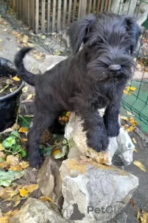 Additional photos: Miniature Schnauzer black and pepper-salt