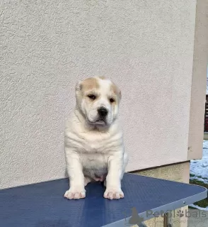 Additional photos: Central Asian Shepherd puppies