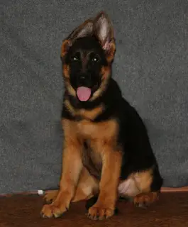 Additional photos: German shepherd puppies