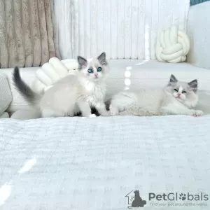 Photo №2 to announcement № 130604 for the sale of persian cat - buy in Russian Federation private announcement