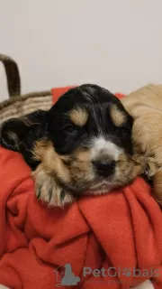 Additional photos: English Cocker Spaniel puppies