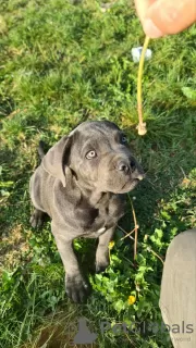 Additional photos: CANE CORSO beautiful puppies