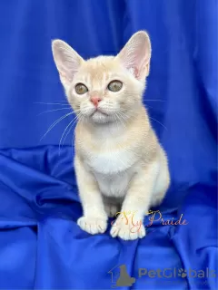 Photo №4. I will sell burmese cat in the city of Москва. from nursery - price - 846$