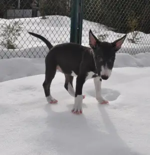 Photo №3. Miniature Bull Terrier puppies. Belarus