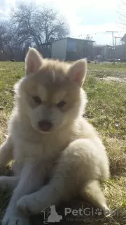 Additional photos: Siberian husky puppies rare isabella color