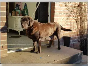 Photo №4. I will sell labrador retriever in the city of Walsrode. private announcement, from nursery, breeder - price - 996$