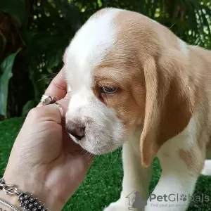 Photo №3. Beautiful Beagle puppies. Germany