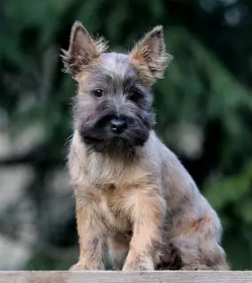 Additional photos: Girls Cairn Terrier