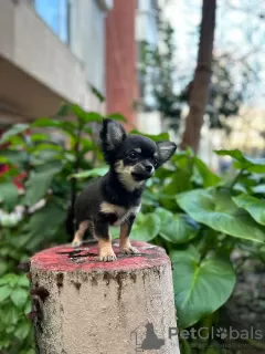 Additional photos: Selling three Chihuahua boys with official documents and vaccinated