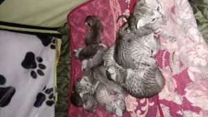 Photo №4. I will sell egyptian mau in the city of Yoshkar-Ola. breeder - price - 683$