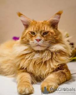 Additional photos: Gorgeous Maine Coon