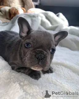 Photo №1. french bulldog - for sale in the city of Tampere | negotiated | Announcement № 77833