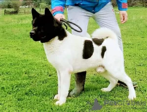 Additional photos: American Akita