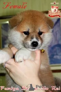 Photo №3. Japanese Akita-inu female with documents FCI. Ukraine