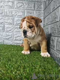 Photo №3. English bulldog. Serbia