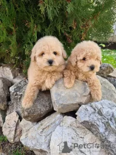 Photo №3. Maltipoo puppies. Serbia