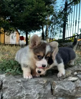 Additional photos: Welsh Corgi Pembroke puppies