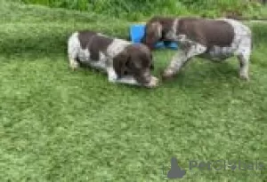 Photo №1. german shorthaired pointer - for sale in the city of Porvoo | Is free | Announcement № 129158