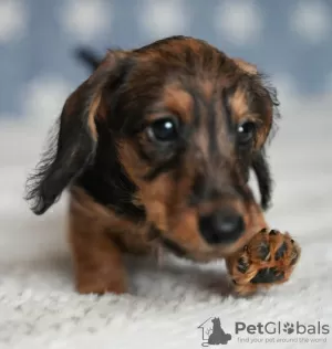 Additional photos: Wirehaired dachshund rabbit puppies, boys, 3 months