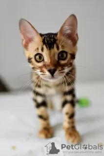 Photo №1. bengal cat - for sale in the city of Minsk | 377$ | Announcement № 94112