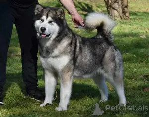 Photo №3. Alaskan Malamute puppies. Serbia